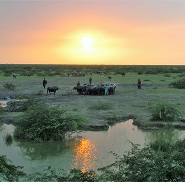 banni-grasslands